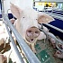 Поголовье свиней в Беларуси будет восстановлено к 2015 году