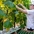 Агрохолдинг «ЭКО-культура» начал отгрузку в магазины первого урожая огурцов с новых тепличных площадей