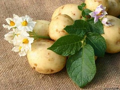 Немного о картошке
