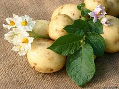 Немного о картошке