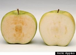 Всегда свежее яблоко – ГМО-новинка