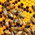 Пчеловоды Пензенской области поделятся друг с другом секретами получения меда