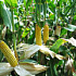 Новый биосенсор для генномодифицированной кукурузы.