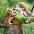 Кормление котят: что, когда, сколько