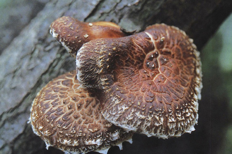 Шиитаке, мейтаке и другие целебные грибы