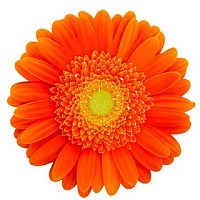 Оранжевый - цвет роста и витамина А 
