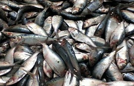 В России отмечается Международный день без мяса, но с рыбой