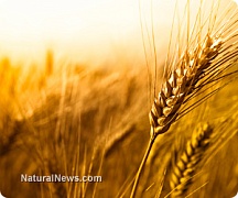ГМ-пшеница без контроля расползается по Америке