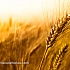 ГМ-пшеница без контроля расползается по Америке