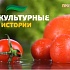 «Экокультурные истории» – вкусно об интересном