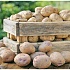 Обогащенный железом картофель поможет справиться с анемией