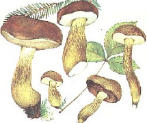 Желчный гриб