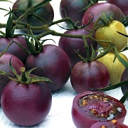 Созданы фиолетовые помидоры от рака