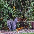 Грядки Белого дома приходят в упадок из-за бюджетного кризиса