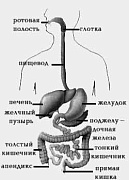 Строение пищеварительной системы