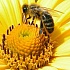 Пчелиный яд - Апитоксин.