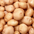 Крахмал из генномодифицированного картофеля будут производить в Чехии.