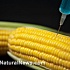 ГМ-кукуруза поражается «супержуком»