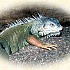 Игуана