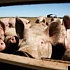 Африканская чума свиней распространяется в Твери 