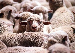 Вакцина смерти для овец ввозилась из Казахстана