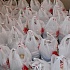 Более 5 тысяч килограммов продовольствия пожертвовали нуждающимся россиянам покупатели магазинов