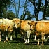 В селе Новый Кутулук разводят австралийских быков