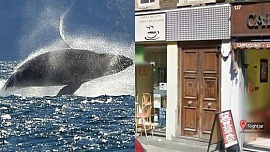 Коктейль из китовой кожи продавался в Лондоне нелегально