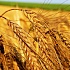 Пшеница может способствовать развитию диабета первого типа