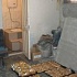 В подпольной пекарне Петропавловска хлеб остужали возле туалета