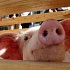Запрет на свинину Всевышним подтверждает наука