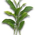 Выращивание чая на Маврикии и в Юар