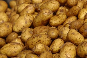 Впервые за 12 лет ЕС разрешил трансгенный картофель и кукурузу.