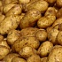 Впервые за 12 лет ЕС разрешил трансгенный картофель и кукурузу.