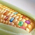Исследования французских ученых свидетельствуют о потенциальной гепаторенальной токсичности трансгенной кукурузы