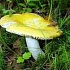 Сыроежка желтая