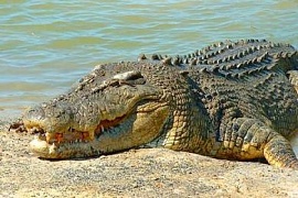 В Чехии разрешили разведение крокодилов на мясо