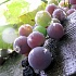 Виноделам Калифорнии не хватает винограда