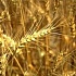 Катастрофа для украинского урожая
