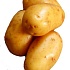 ГМО-картошка в Украине есть!