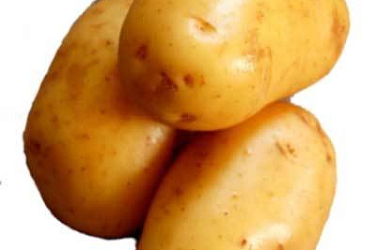 ГМО-картошка в Украине есть!