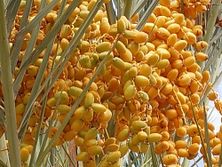 Финики иранские сорт Каб-Каб, диетический продукт, 48 руб/кг Финики иранские сорт Каб-Каб, диетический продукт, 48 руб/кг
