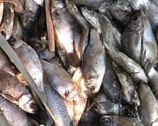 В Крыму утилизировали более 2-х тонн испорченной рыбы
