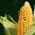 Что сделать с кукурузой