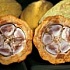 Камерун снизил экспорт какао на 3,6%