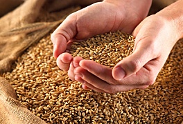 В Украине ожидаются хорошие условия для зерна на 10–20 лет