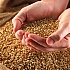 В Украине ожидаются хорошие условия для зерна на 10–20 лет