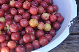 Кисель, кайсаба и морс из алычи