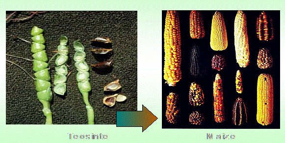Во Франции запрещено выращивание генетически модифицированной кукурузы