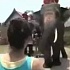 Слон на видео скушал iPhone